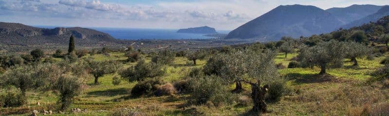 Sparta Groves Premium Extra Virgin Olive Oils