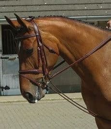 The Ridden Bungee Rein - flatwork training benefits