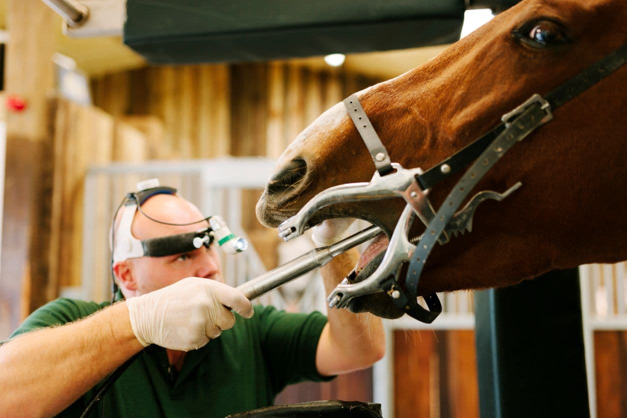 How do I find a qualified equine dentist?