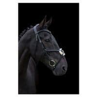 Cameo Equine Anatomic Grackle Bridle With Reins - Saddlemasters