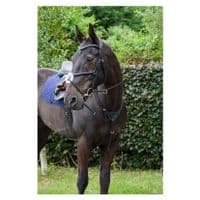 Cameo Equine Anatomic Grackle Bridle With Reins - Saddlemasters