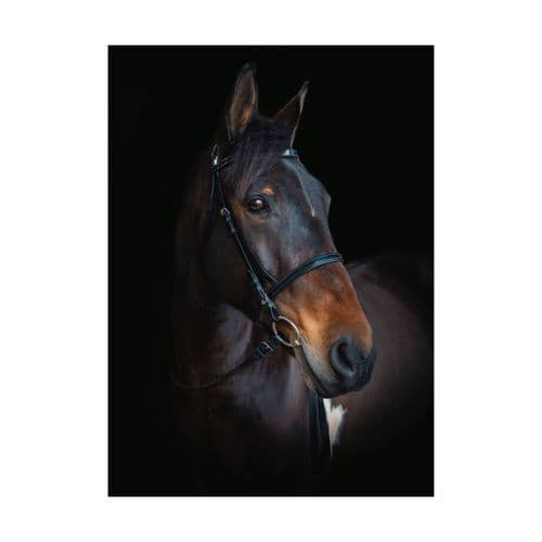 Cameo Equine Biothane Bridle with Reins
