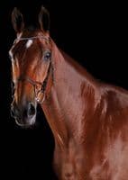 Collegiate Comfitec Crystal Bridle - Saddlemasters