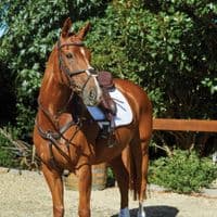 Collegiate Comfitec Grackle Bridle - Saddlemasters