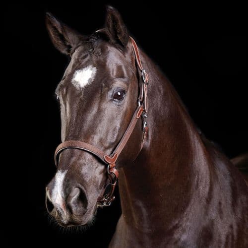 Collegiate Comfitec Leather Headcollar