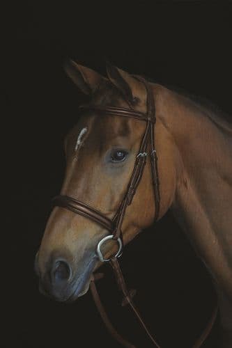 Collegiate Comfort Crown Padded Raised Cavesson Bridle