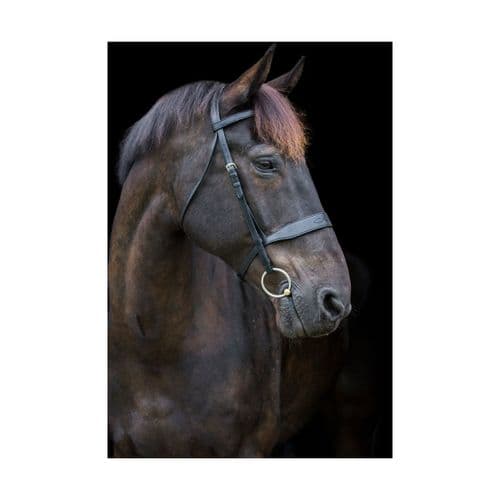 EcoRider Classic Show Bridle