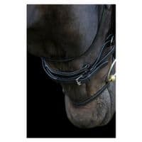 EcoRider Ecosoft Enigma Bridle - Saddlemasters