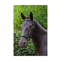 EcoRider Ecosoft Finesse Bridle - Saddlemasters