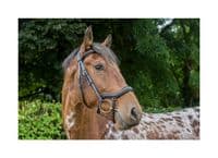 EcoRider Ecosoft Finesse Bridle - Saddlemasters