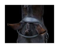 EcoRider Ecosoft Finesse Bridle - Saddlemasters