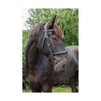 EcoRider Ecosoft Luxe Bridle - Saddlemasters