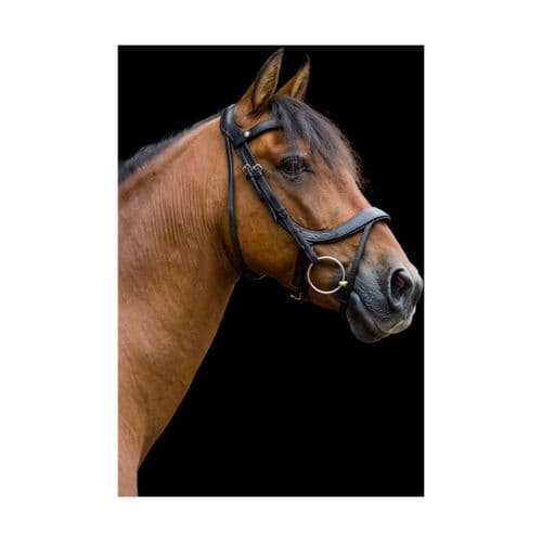 EcoRider Freedom Comfort Bridle