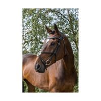 EcoRider Freedom Grackle Bridle - Saddlemasters