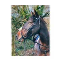 EcoRider Freedom Grackle Bridle - Saddlemasters