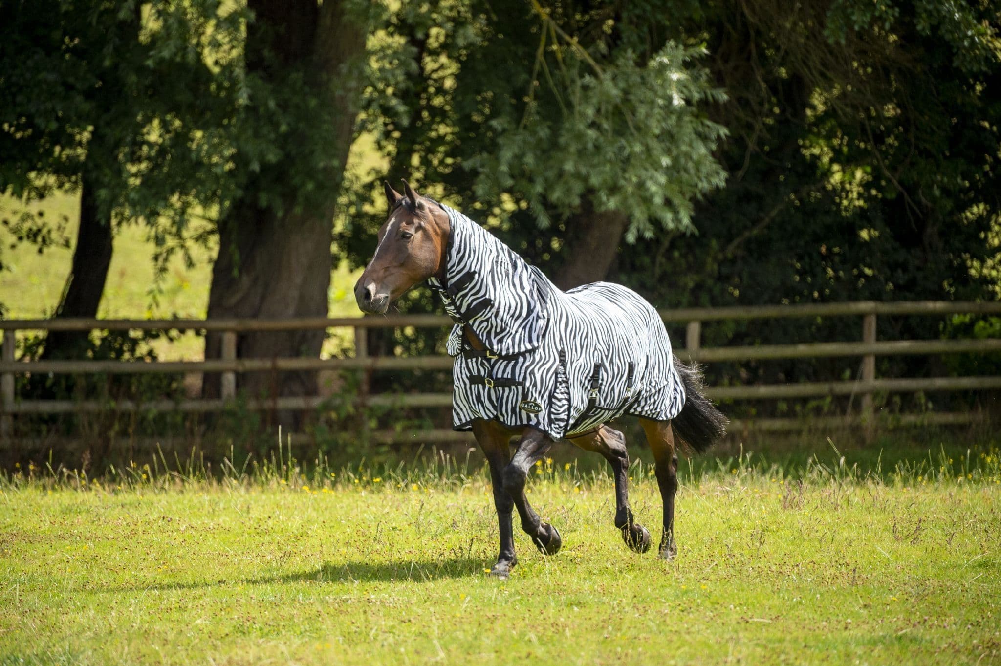 Fly Rugs For Horses 6Ft at Sandra Raines blog