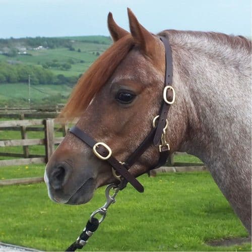 John Whitaker Breeder Headcollar