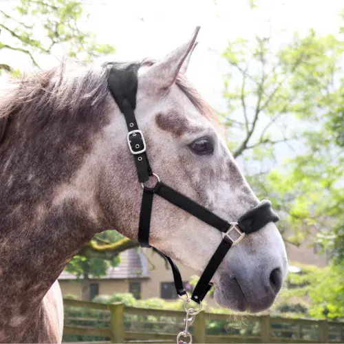 John Whitaker Club Headcollar & Leadrope Set