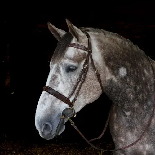 John Whitaker Madrid Bridle with Reins - Available in Cob or Full - Black or Havana, Pick'n'Mix