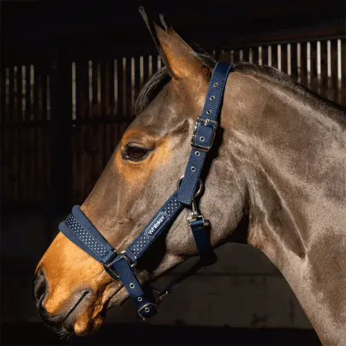 John Whitaker San Francisco Headcollar