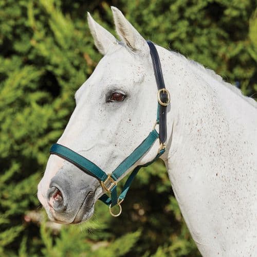 Kincade Deluxe Webbed Headcollar With Leather Crown