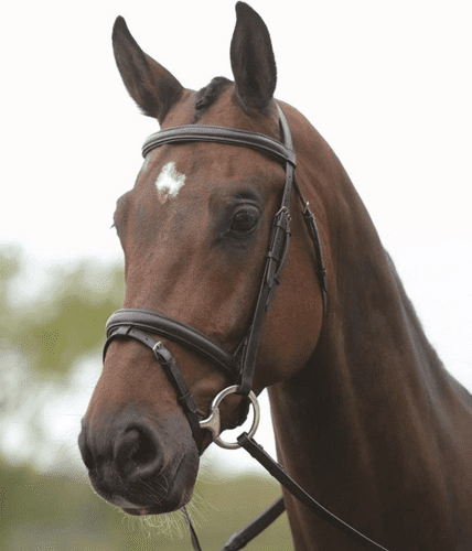 Kincade Flash Bridle II