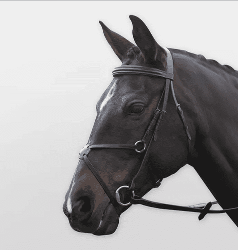 Kincade Grackle Bridle II