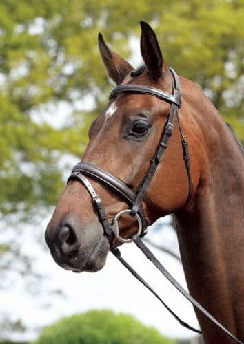Kincade Padded Headpiece Flash Bridle