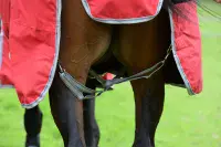 Weatherbeeta Comfitec Classic Combo Neck 50g Lite Plus - Saddlemasters