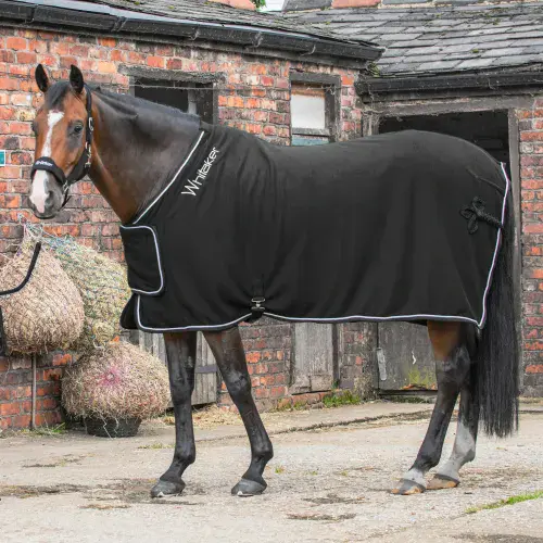 Whitaker Club Show Rug in Black