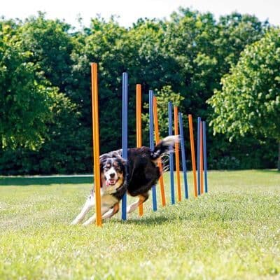 Agility Slalom Weave 12 poles