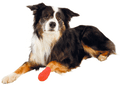 Dog First Aid Bandages - Vet Wrap
