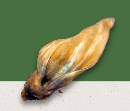 Meaty Buffalo Ear - Anco