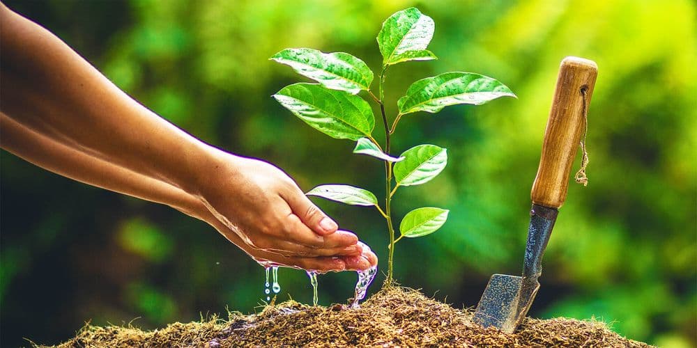 Sponsor a Tree