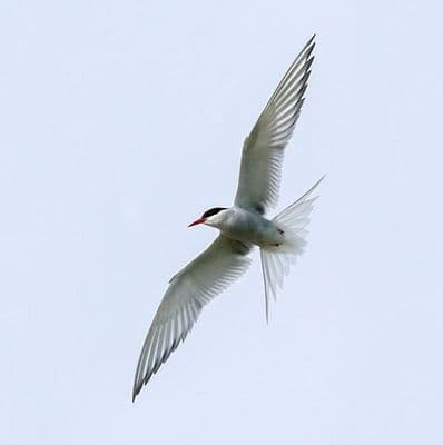 Arctic Tern