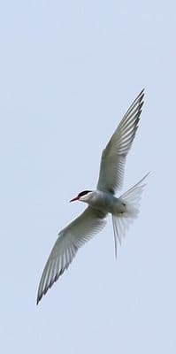 Arctic Tern