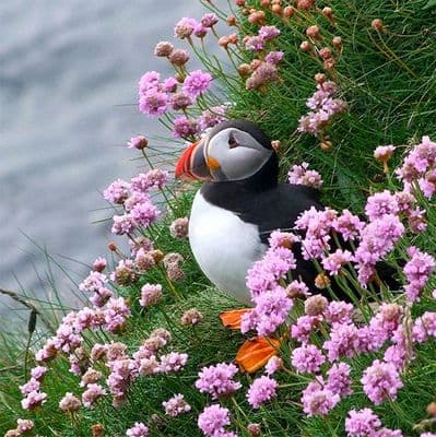 At home in the Seapinks