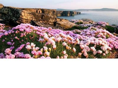 Clifftop Seapinks