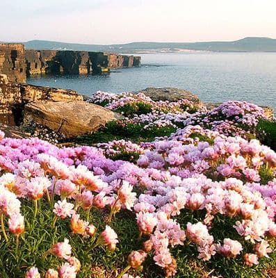 Clifftop Seapinks
