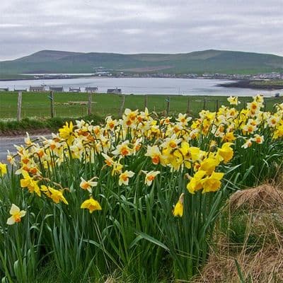 Daffodills