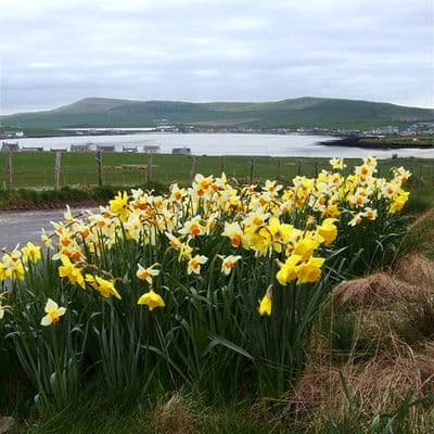 Daffodils