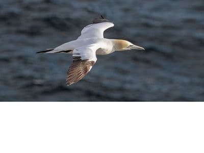 Gannet