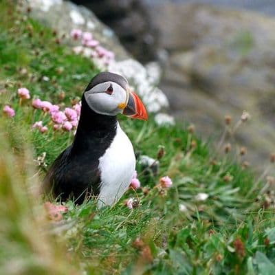 Puffin 1