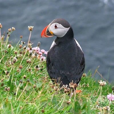 Puffin 2