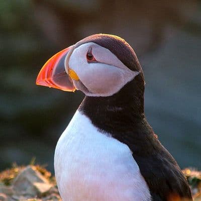 Puffin