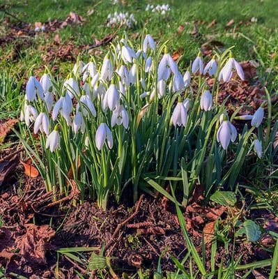 Snowdrops