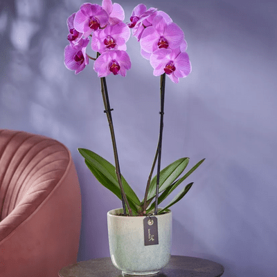 Orchid plant and Pot