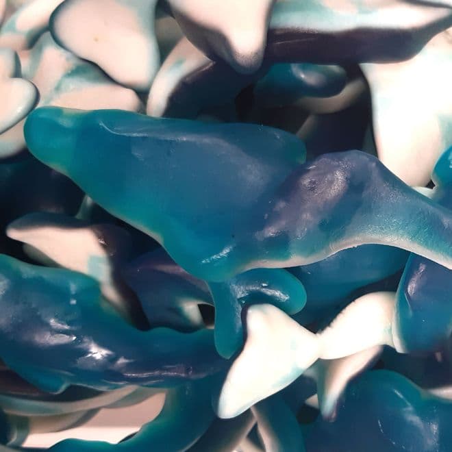 Giant Jelly Dolphins
