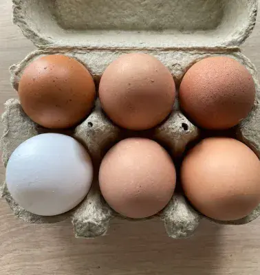 Large Organic Eggs