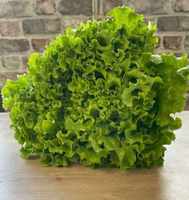 Organic Lettuce